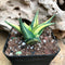 Haworthia Limifolia Variegata Succulent Plant