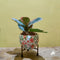 Hazy Bloom Metal Pot with Stand