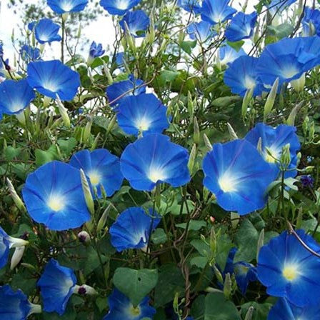 Ipomea Clarke's Heavenly Blue Seeds myBageecha - myBageecha
