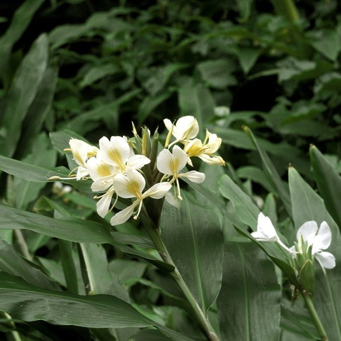 Hedychium 'Coronarium'- White Garland Lily (Bulbs) - myBageecha