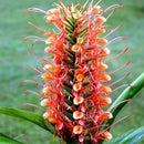 Hedychium 'Coccineum'- Scarlet Ginger (Bulbs)