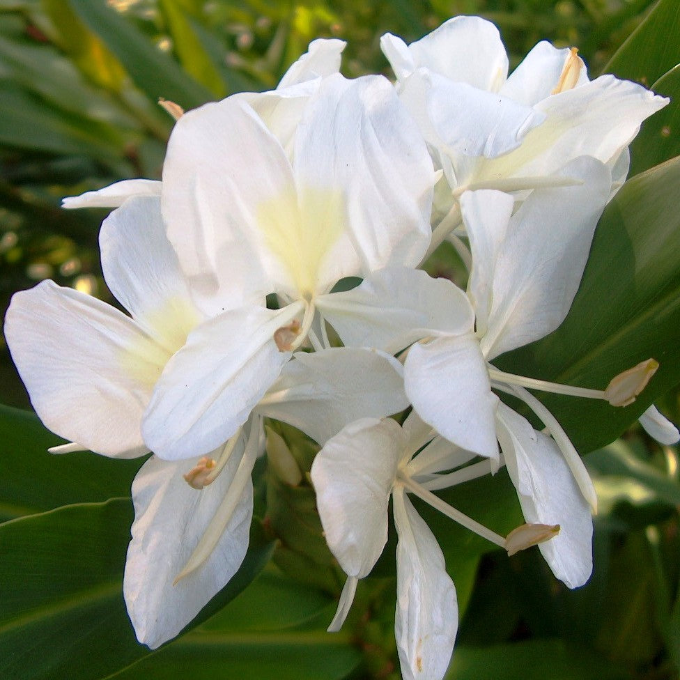 Hedychium 'Coronarium'- White Garland Lily (Bulbs) - myBageecha