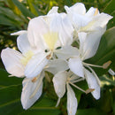 Hedychium 'Coronarium'- White Garland Lily (Bulbs)