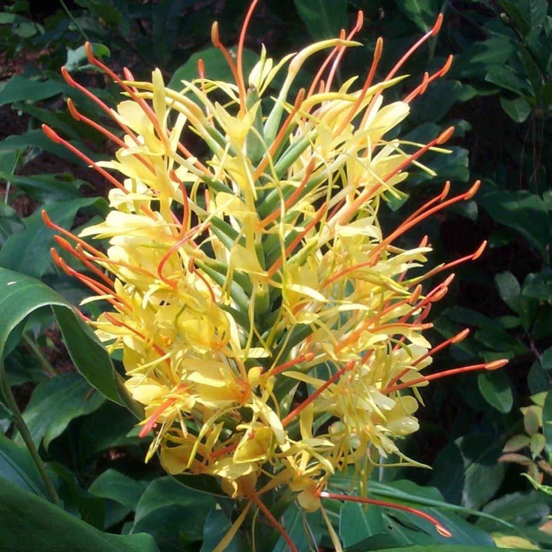 Hedychium Gardnerianum- 'Kahili Garland Lily' (Bulbs) - myBageecha