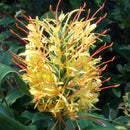 Hedychium Gardnerianum- 'Kahili Garland Lily' (Bulbs)