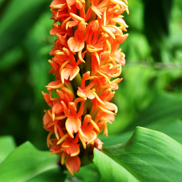 Hedychium Longicornutum - 'Hornbill's Ginger' (Bulbs) - myBageecha