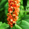 Hedychium Longicornutum - 'Hornbill's Ginger' (Bulbs)