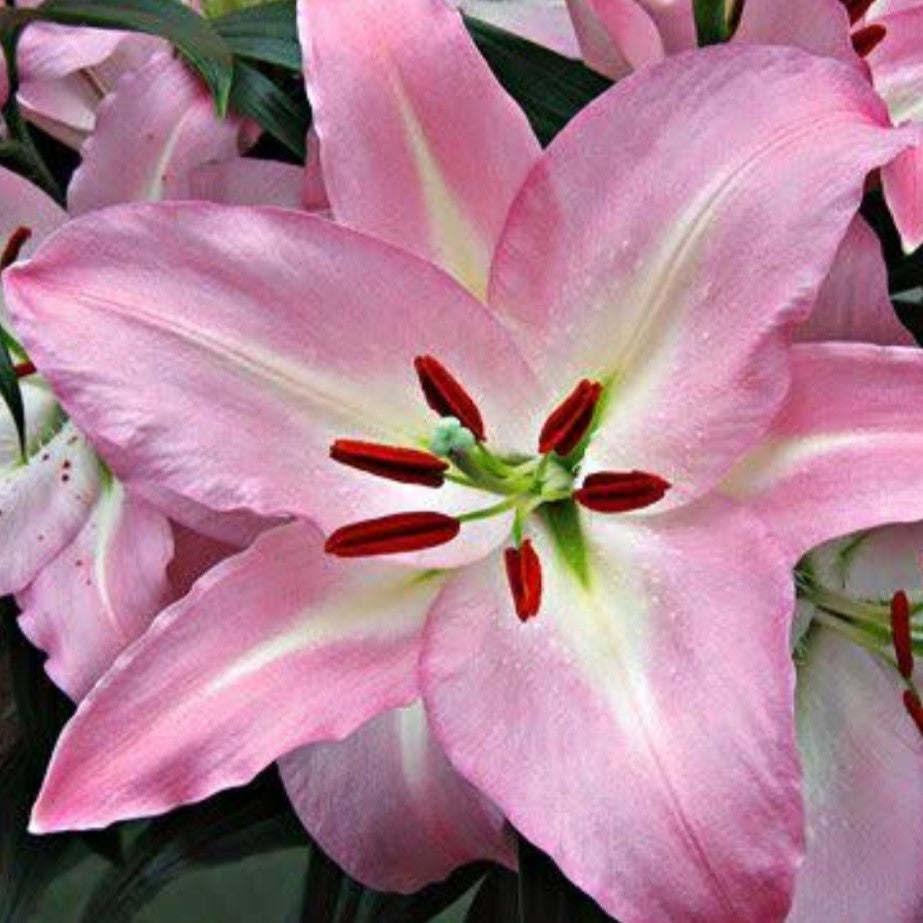 Lilium Asiatic 'Helen of Troy' (Bulbs) - myBageecha