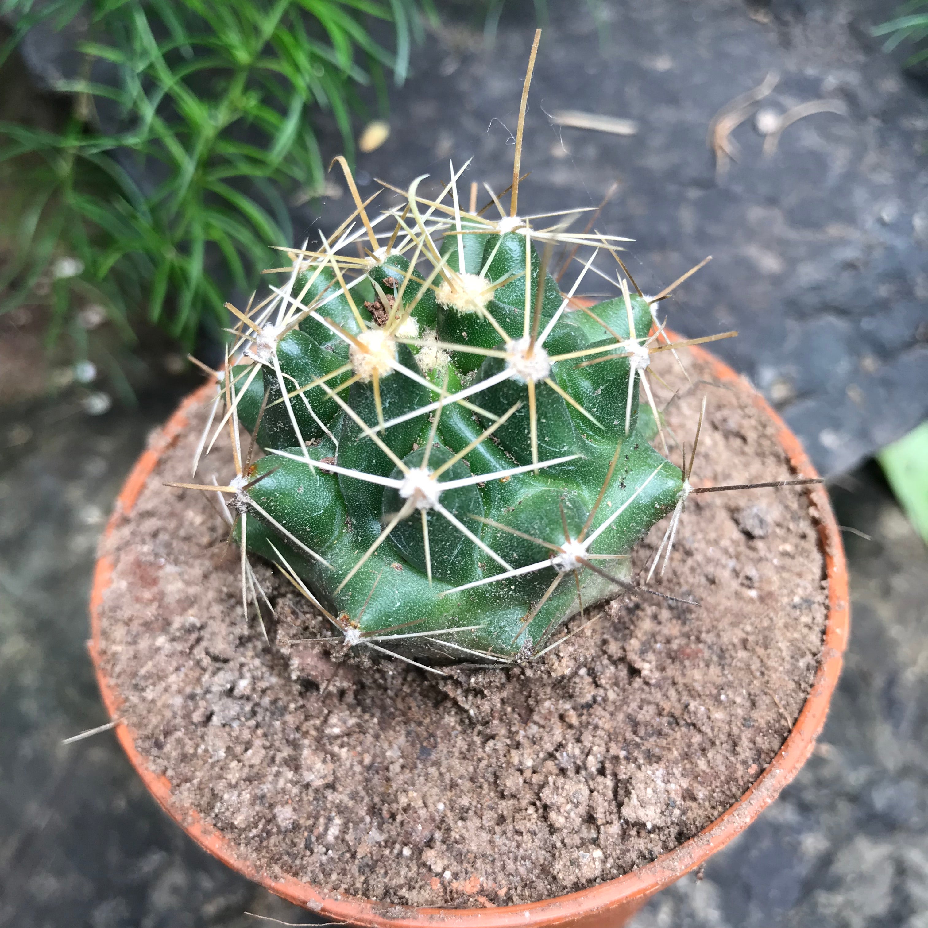 Hamatocactus Hamatocanthus Cactus Plant - myBageecha