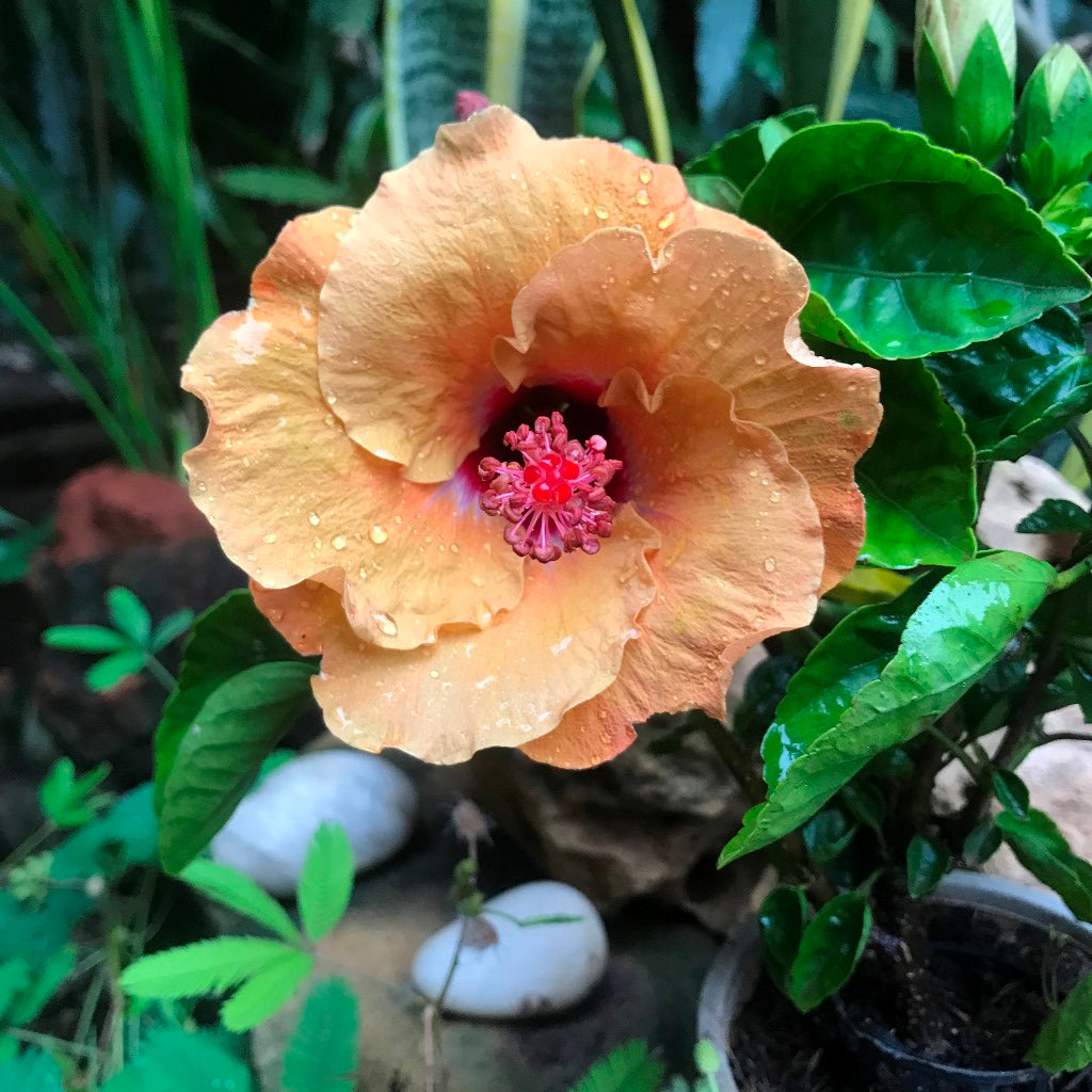 Hibiscus Tahitian French Toast Plant - myBageecha