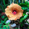 Hibiscus Tahitian French Toast Plant