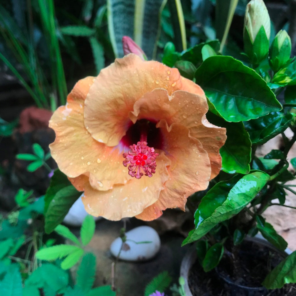 Hibiscus Tahitian French Toast Plant - myBageecha