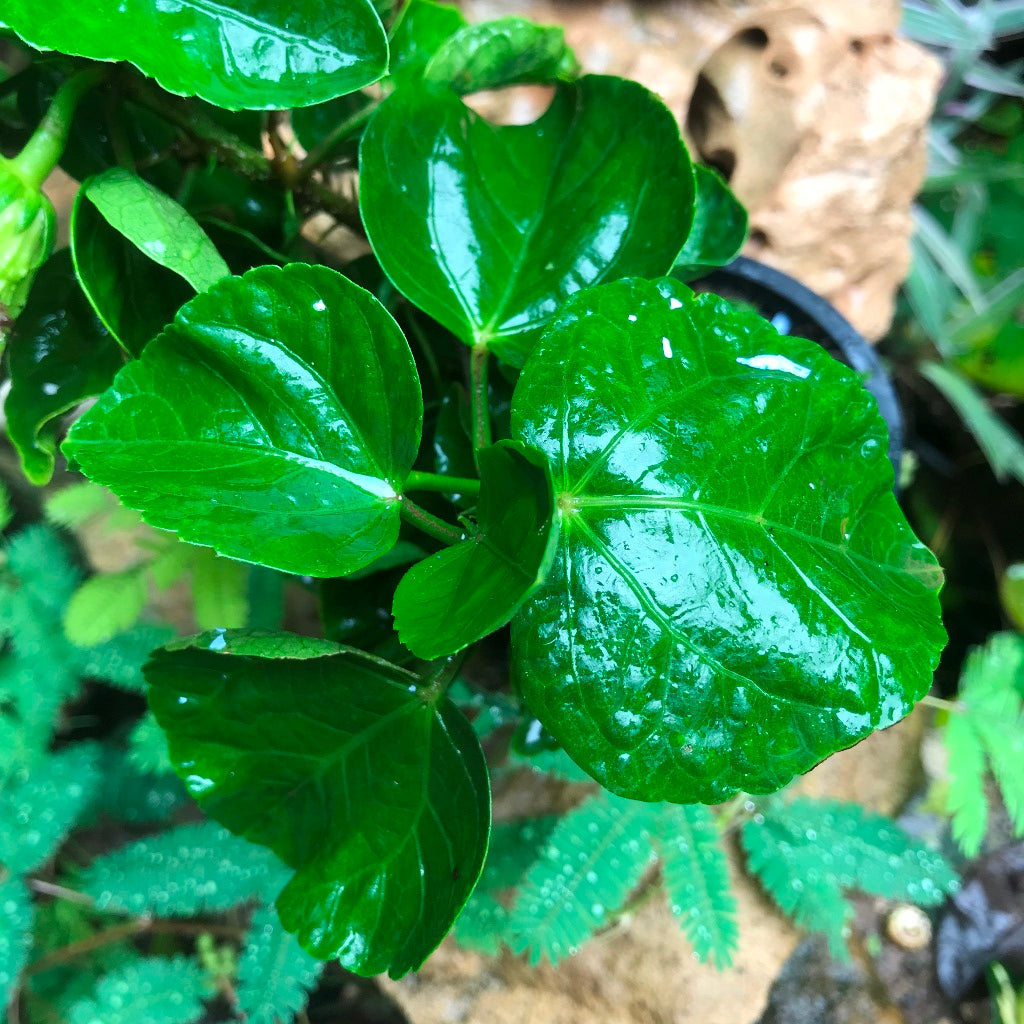 Hibiscus Lemon Drop Plant - myBageecha