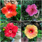 Assorted Hibiscus Mystic Pink+Tahitian French Toast+Exotic Red +Colossus Pack of 4 Plants