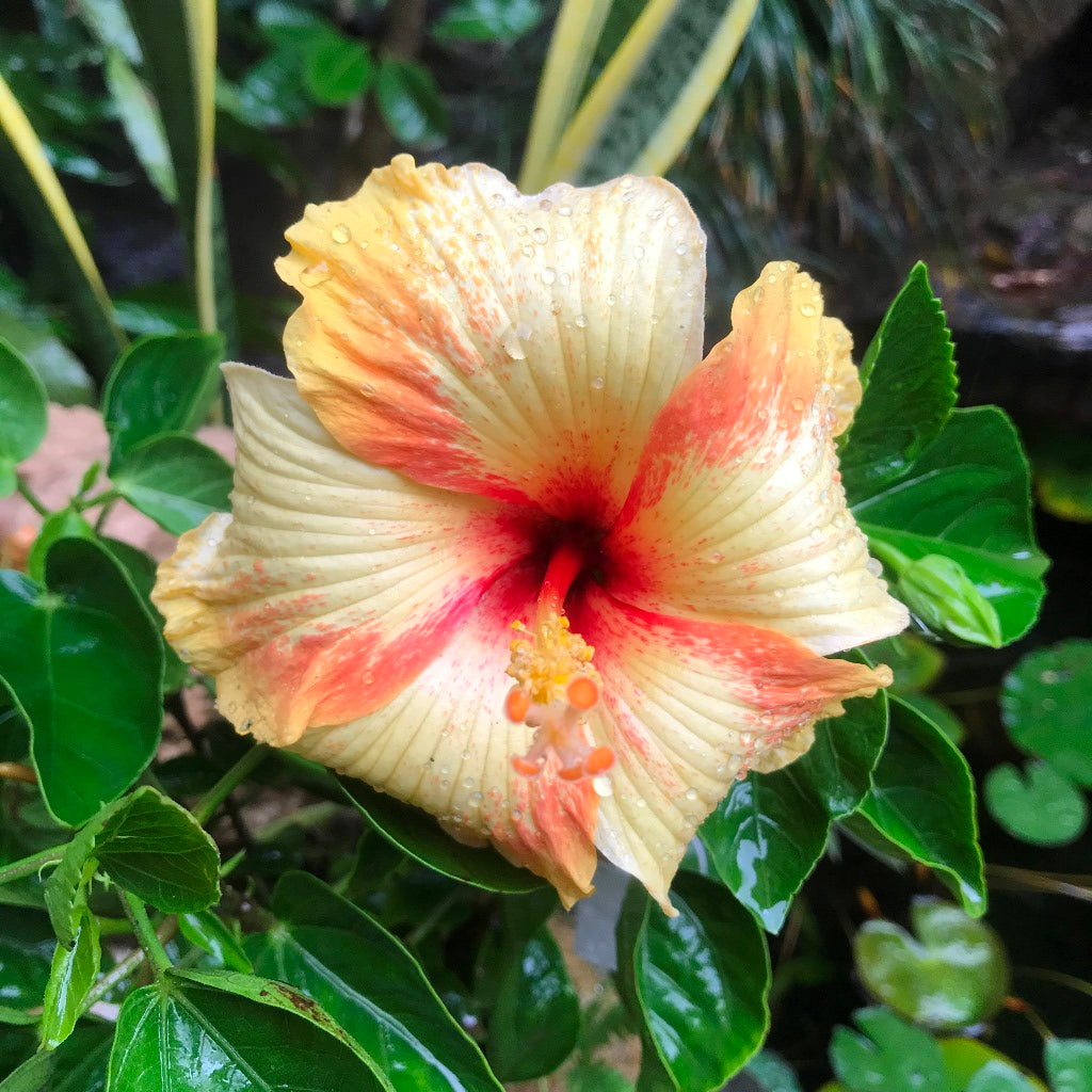 Hibiscus Saffron Twist Plant - myBageecha