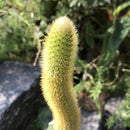 Hilderwintera Aureispina Cactus Plant