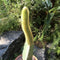 Hilderwintera Aureispina Cactus Plant