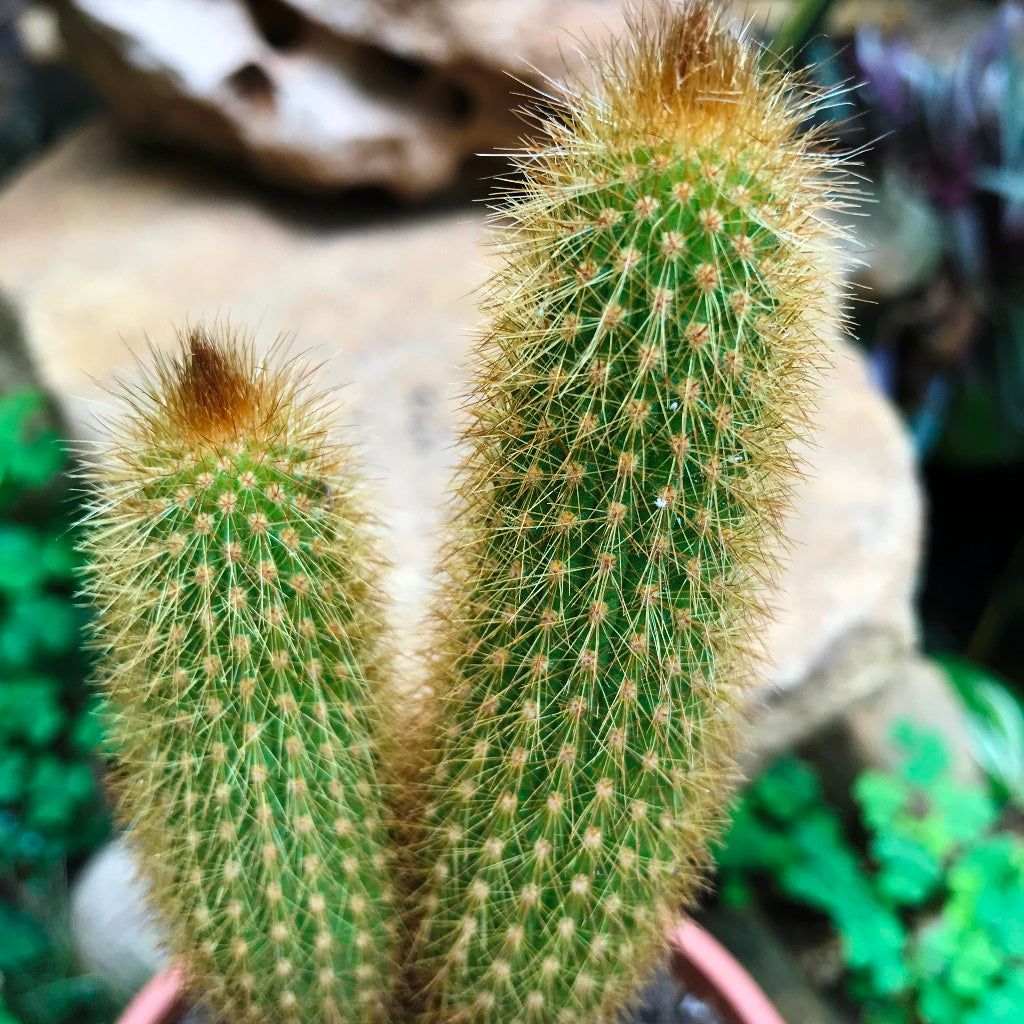 Hilderwintera Aureispina Cactus Plant - myBageecha