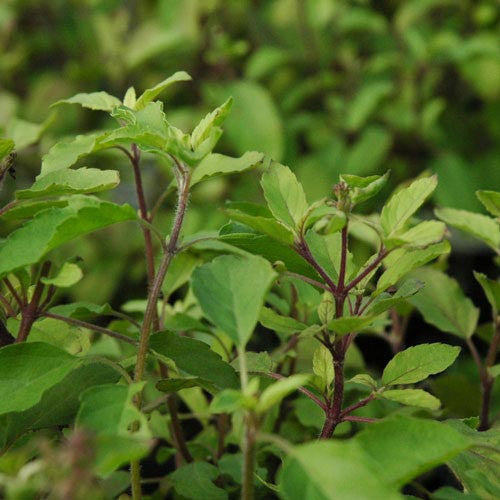 Shyam Tulsi (Ocimum tenuiflorum) – Krishna Tulsi Plant | myBageecha