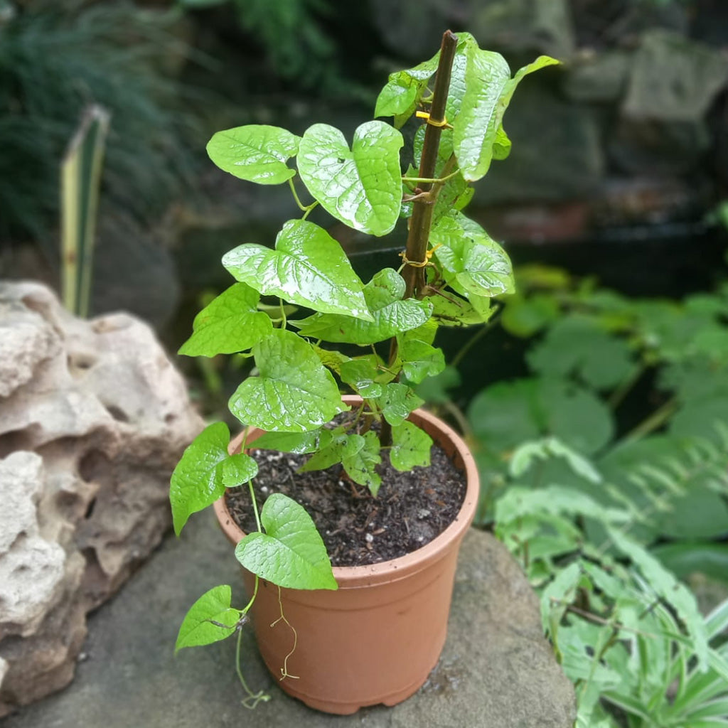 succulent creepers Honolulu Creeper Antigonon leptopus Flowering Climber Plant