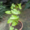 Honolulu Creeper Plant