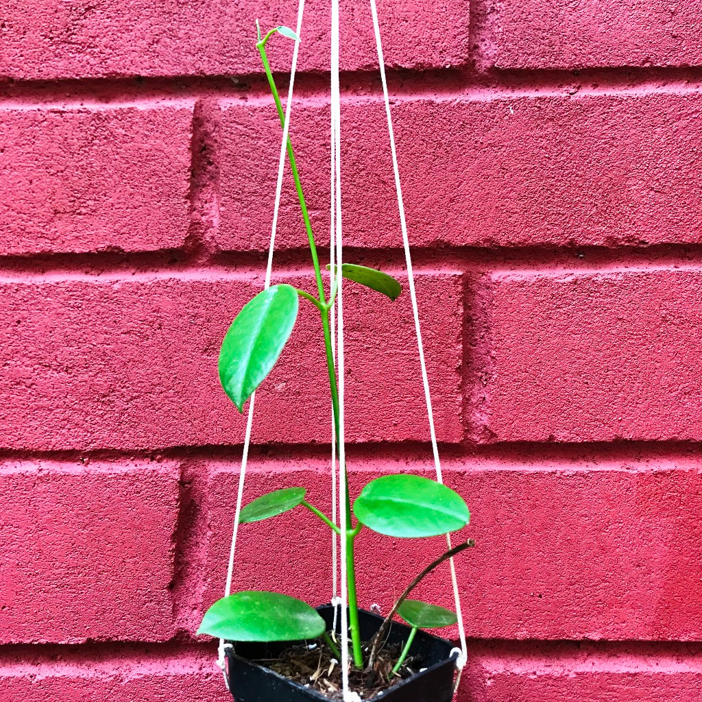 Hoya Affinis Plant - myBageecha
