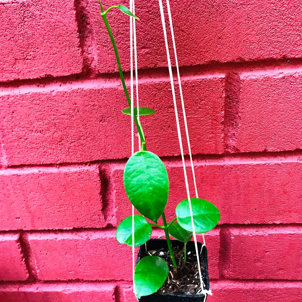 Hoya Affinis Plant - myBageecha