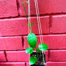 Hoya Affinis Plant
