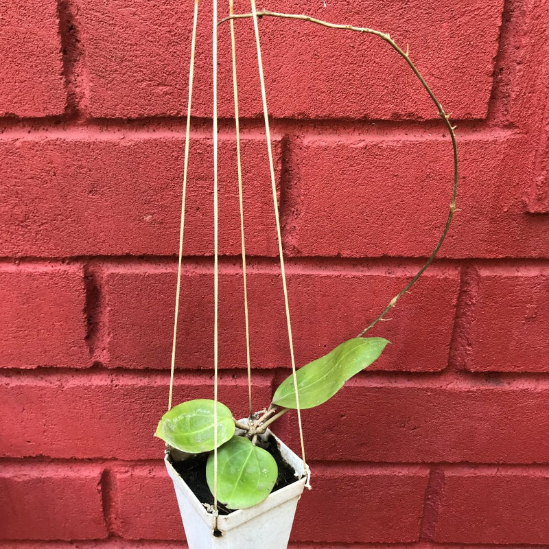 Hoya BP01 Plant