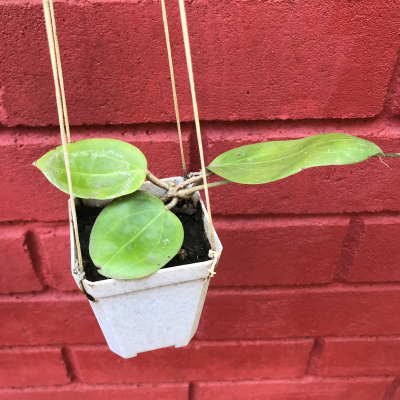 Hoya BP01 Plant