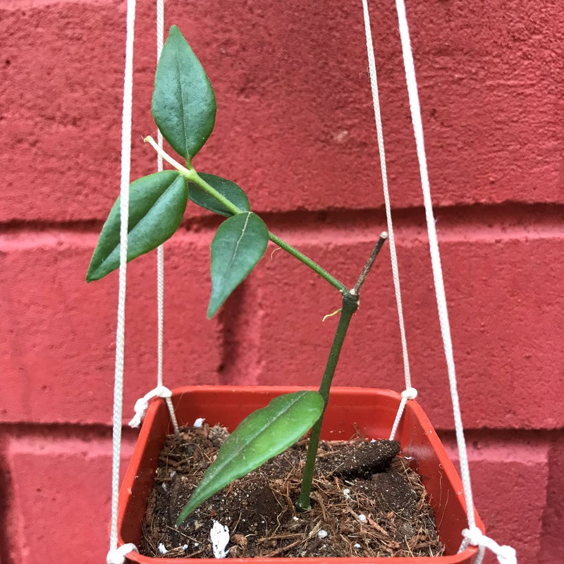 Hoya Bella Plant