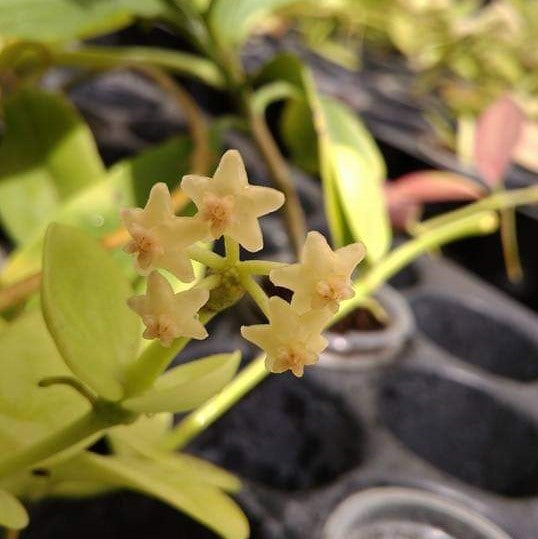 Hoya Biakensis Plant - myBageecha