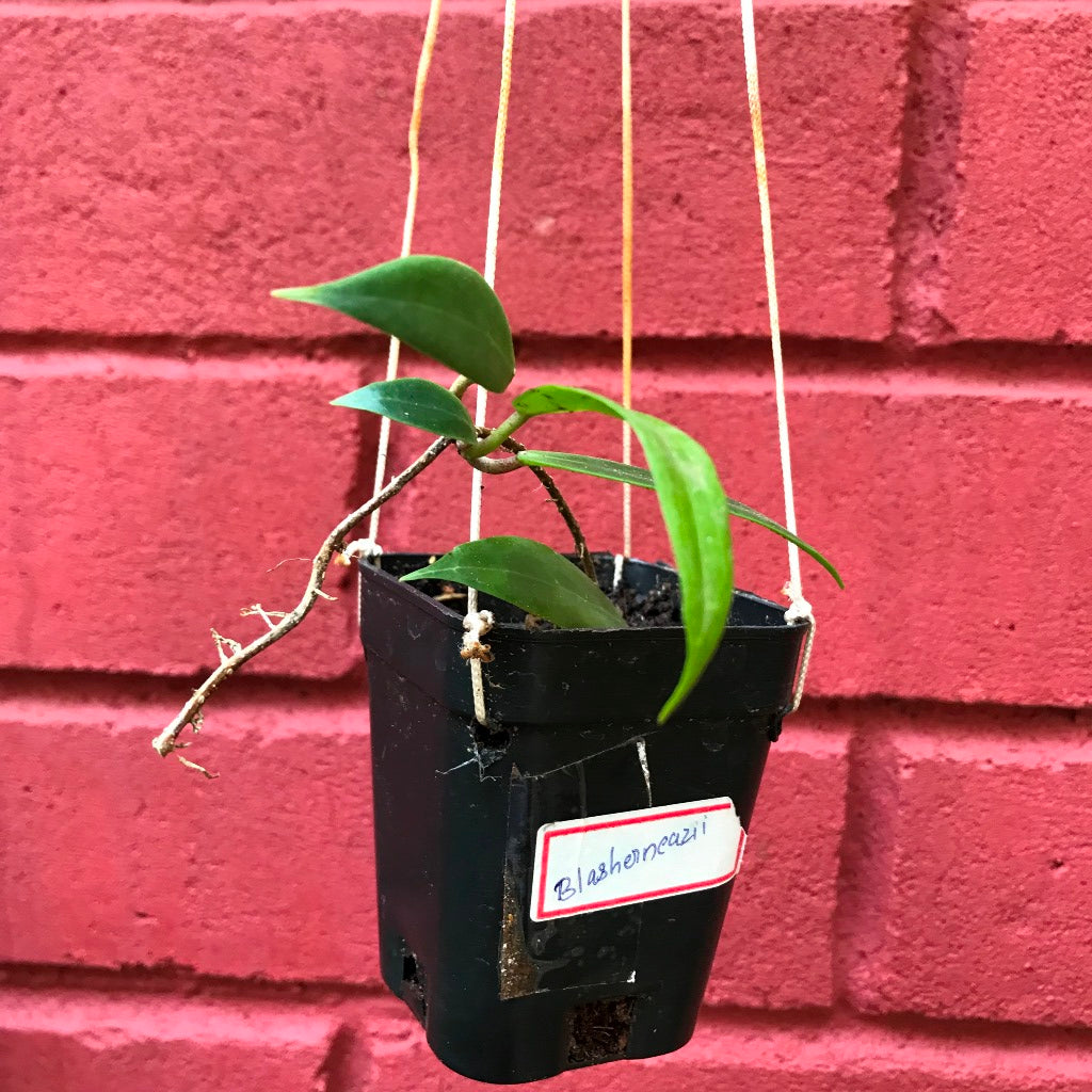 Hoya Blasherneazii Plant - myBageecha