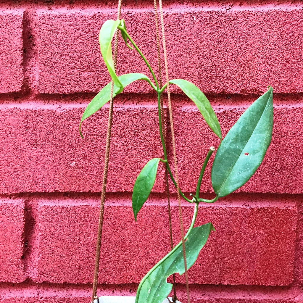 Hoya Buotii Plant - myBageecha