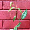 Hoya Buotii Plant