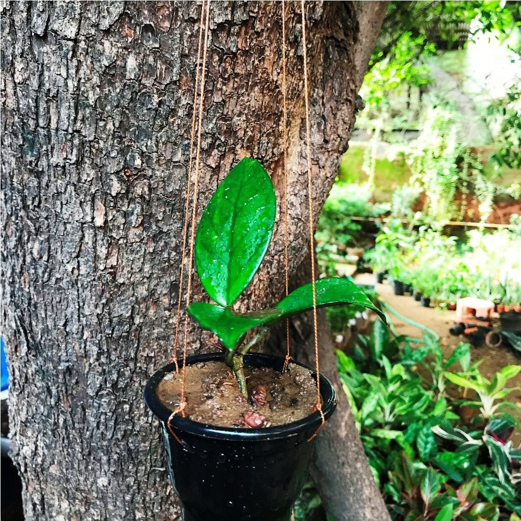 Hoya Carnosa Plant - myBageecha