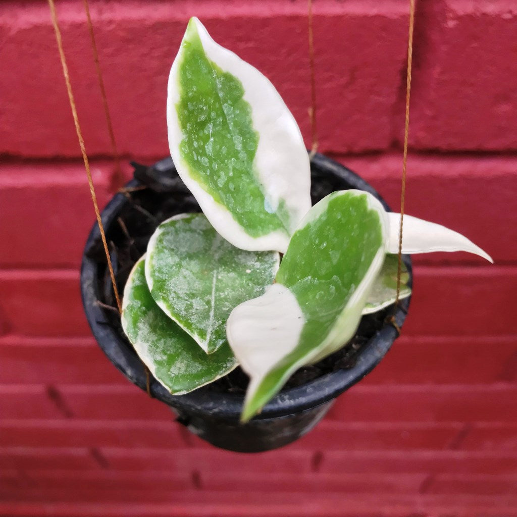 Hoya Carnosa Krimson Queen Variegata Plant - myBageecha