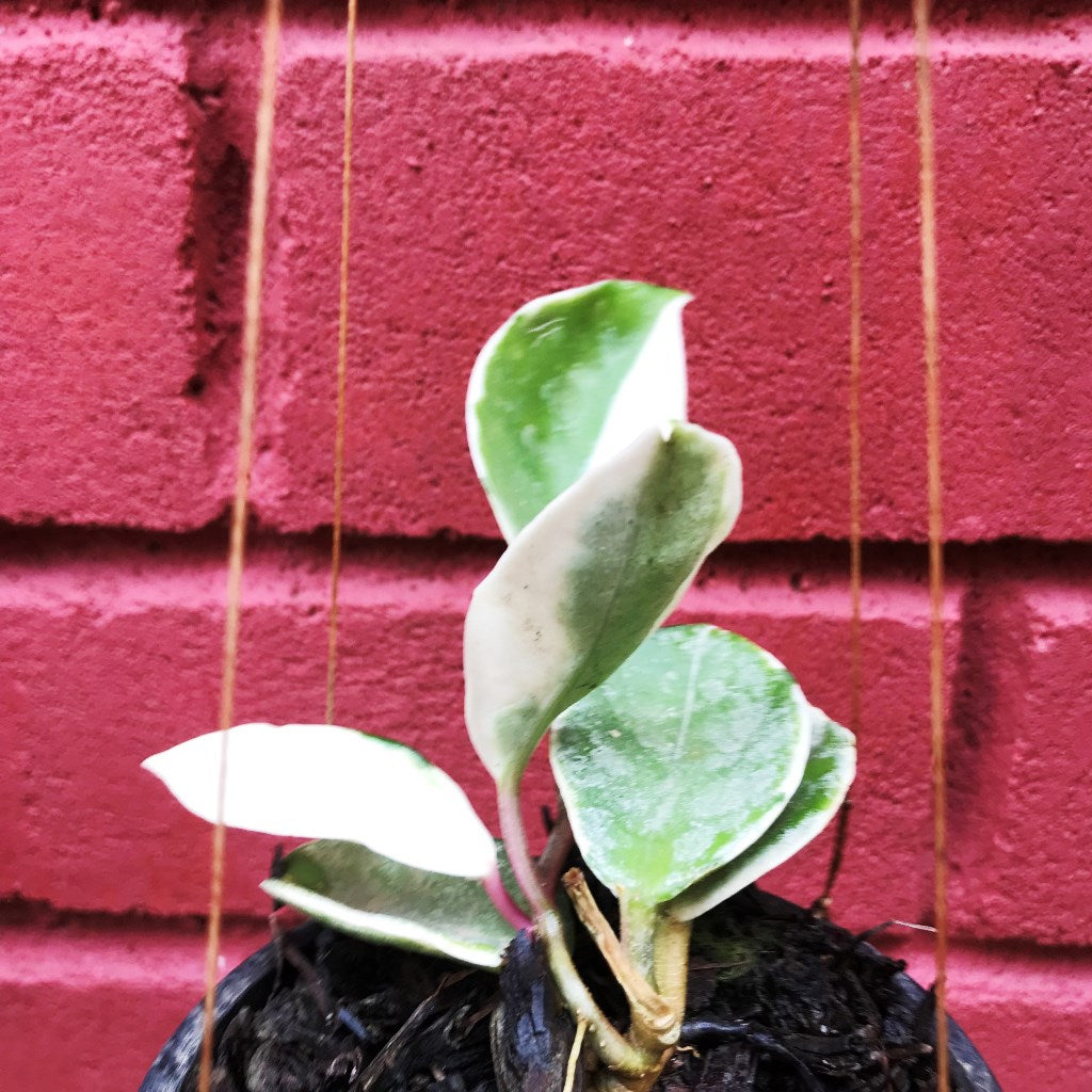 Hoya Carnosa Krimson Queen Variegata Plant - myBageecha