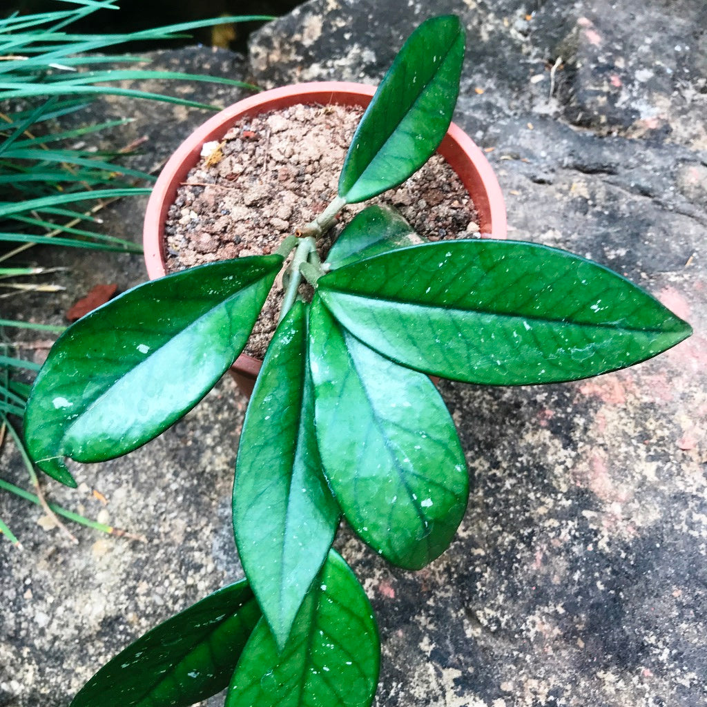 Hoya carnosa Amore Wax Vine Fragrant Plant | myBageecha