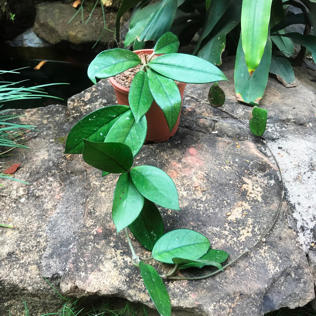 Hoya Carnosa Pink Plant - myBageecha