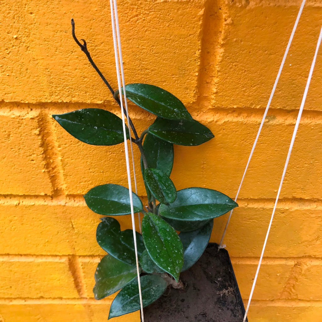 Hoya Carnosa Plant - myBageecha