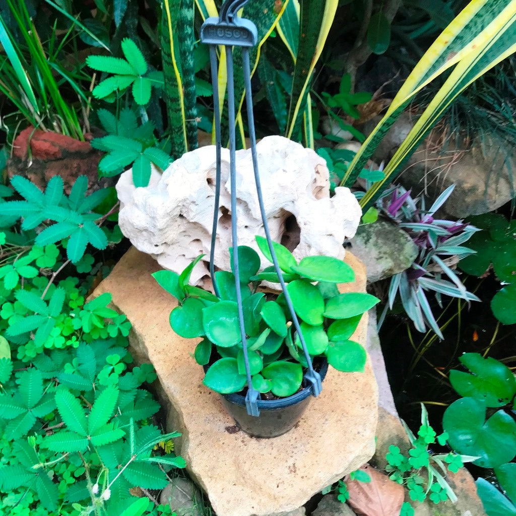 Hoya carnosa Amore Wax Vine Fragrant Plant | myBageecha