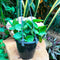 Hoya Carnosa Amore Plant