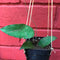 Hoya Caudata Sumatra Plant