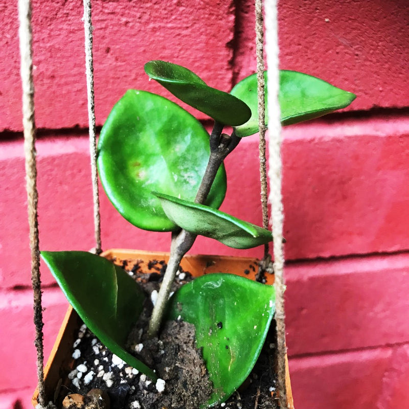 Hoya Carnosa Chelsea Plant