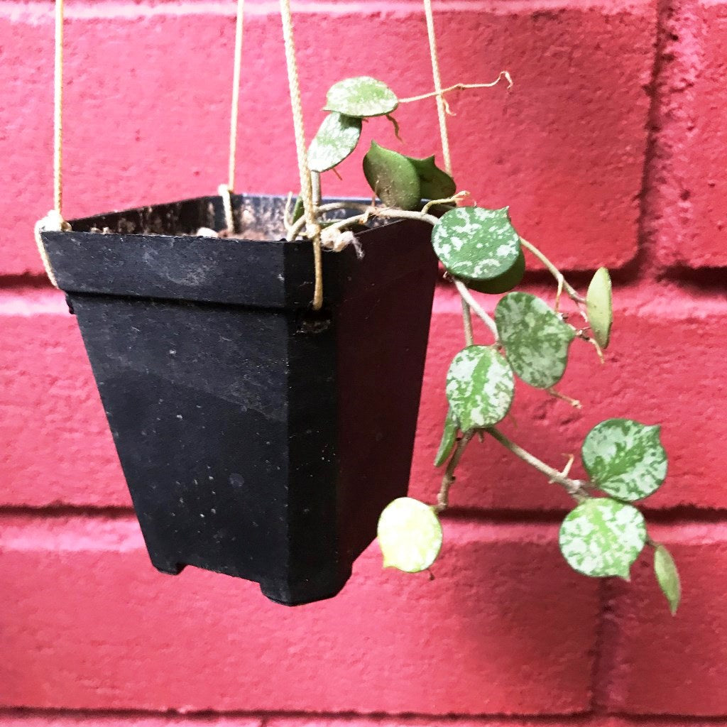 Hoya Curtisii Plant - myBageecha