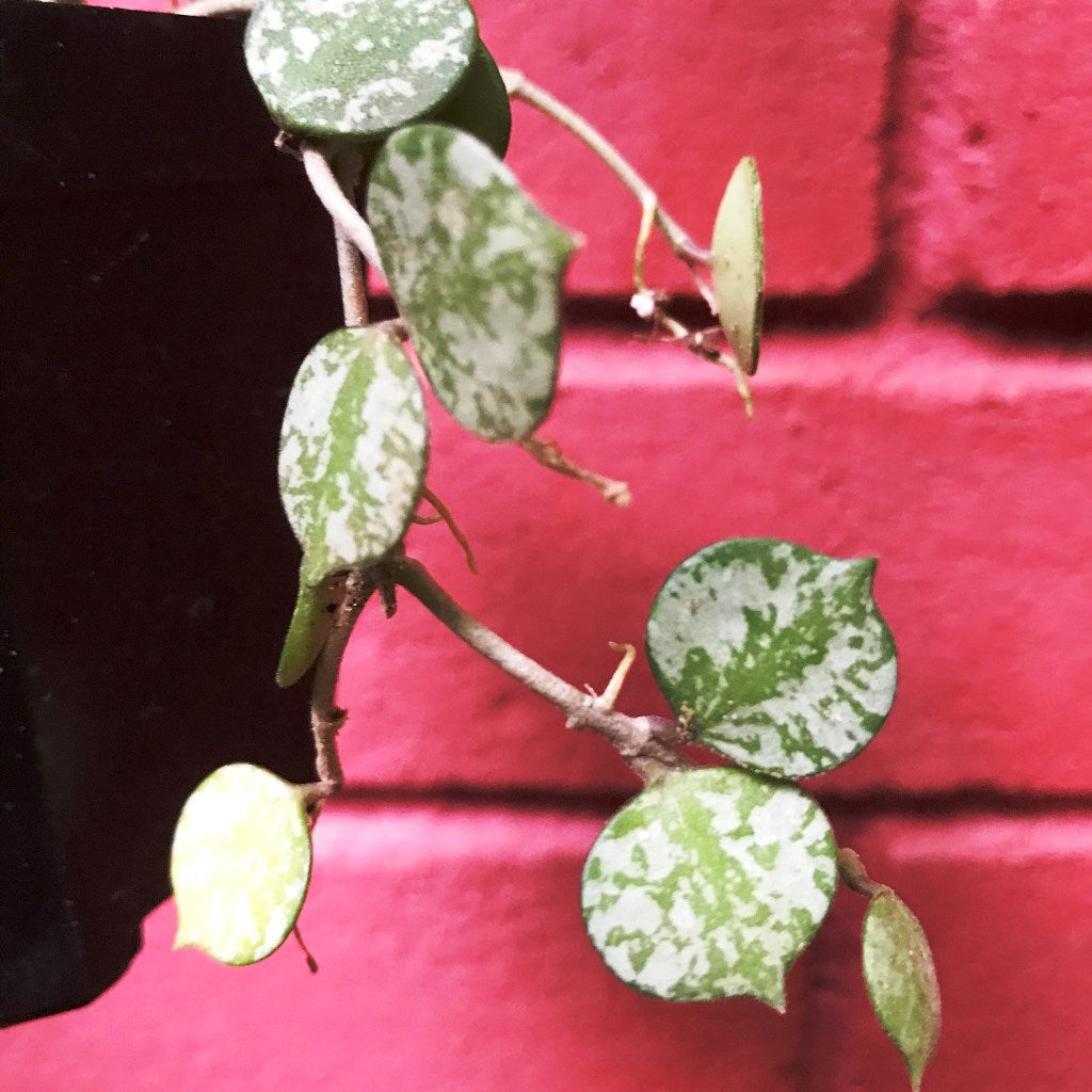 Hoya Curtisii Plant - myBageecha