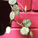 Hoya Curtisii Plant