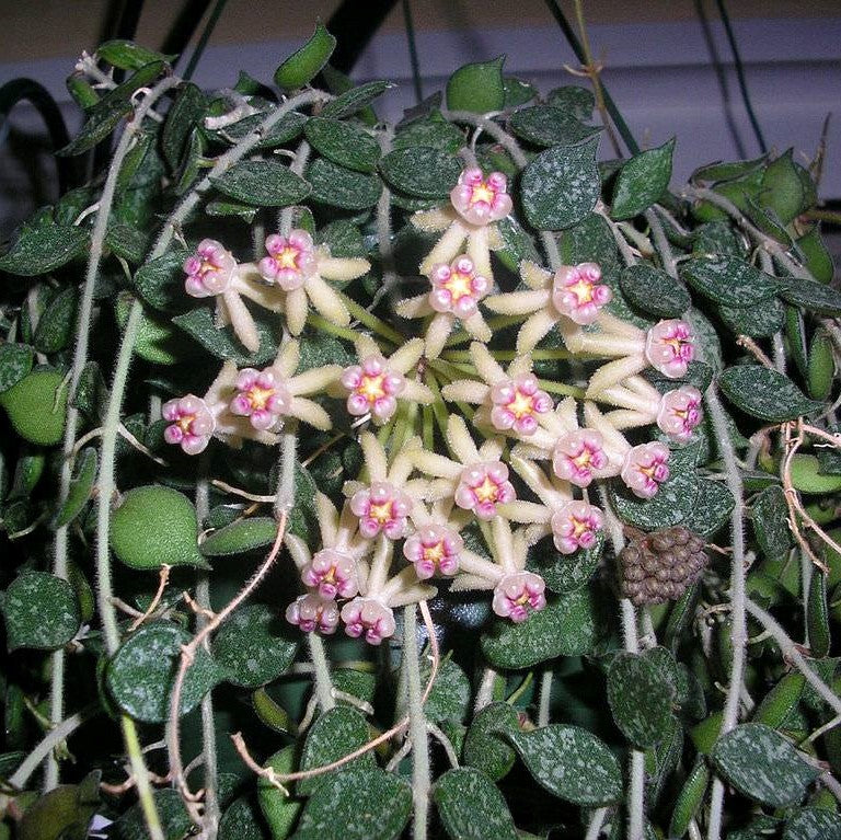 Hoya Curtisii Plant - myBageecha
