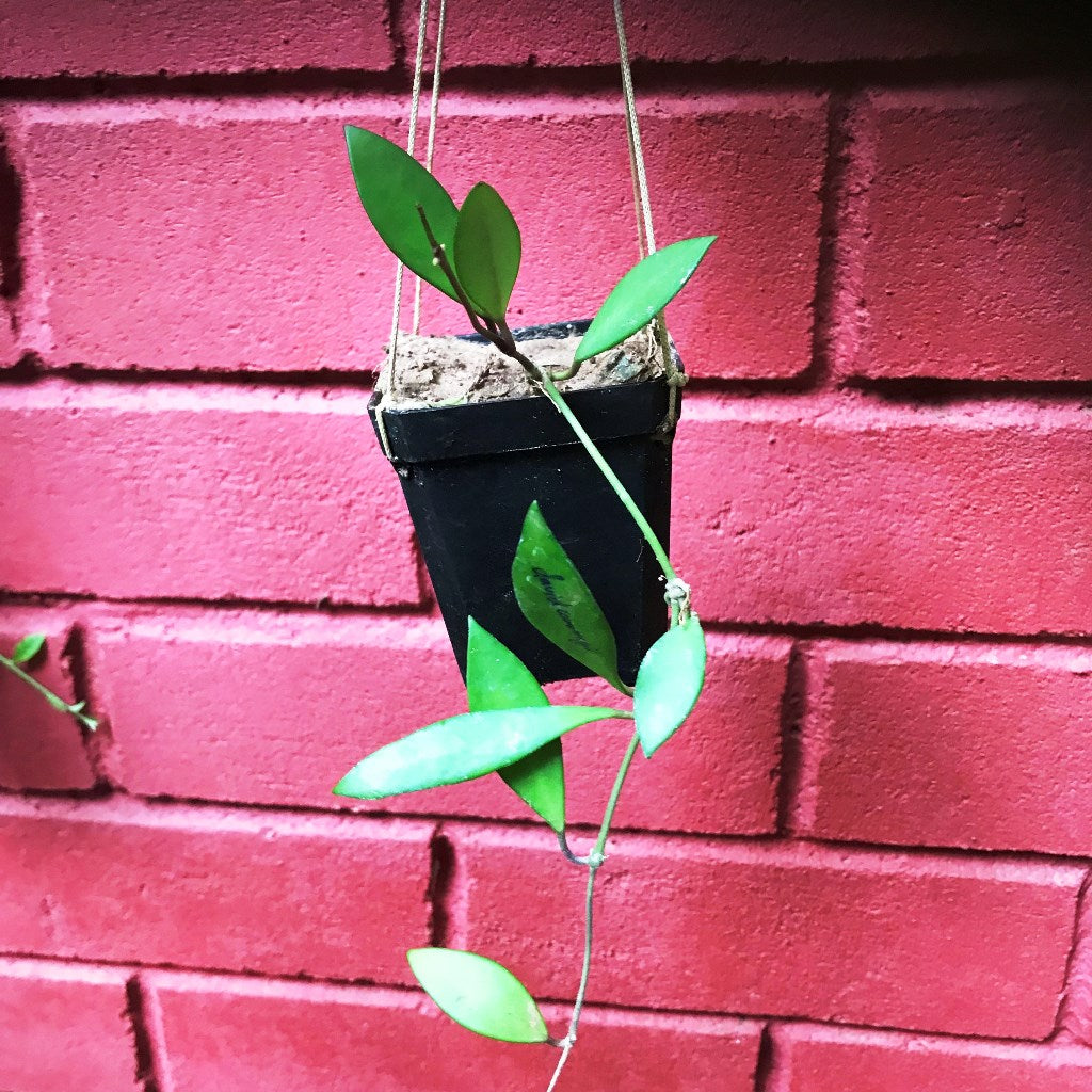 Hoya Davidcummingii Plant - myBageecha